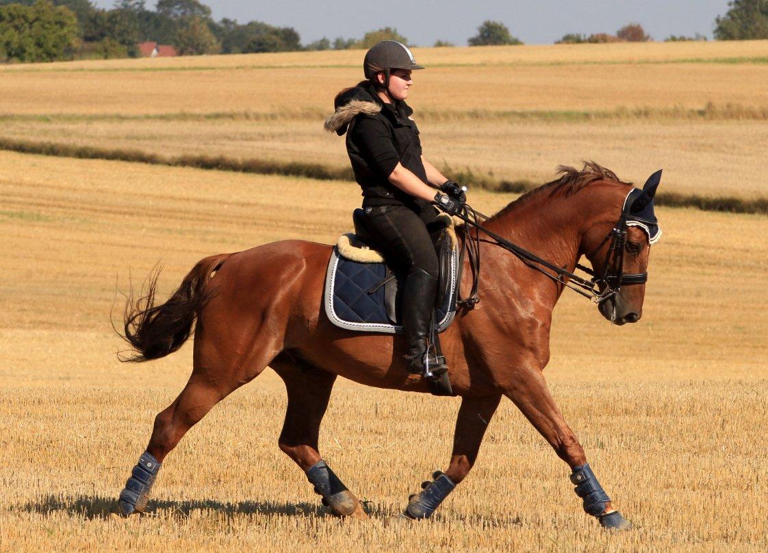 Dansk Varmblod Saxo - Lækre Saxo d 6/9-13
Foto Bella billede 40