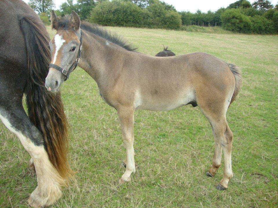 Barockpferd Nordlicht's Anarchy - 3 måneder :) billede 16