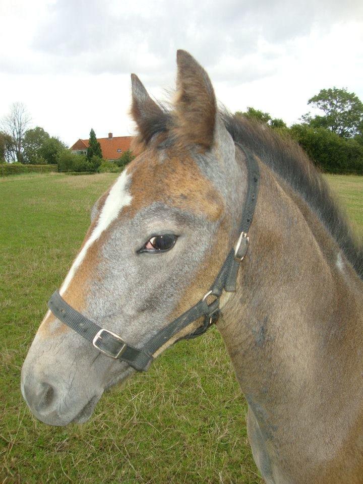Barockpferd Nordlicht's Anarchy billede 17