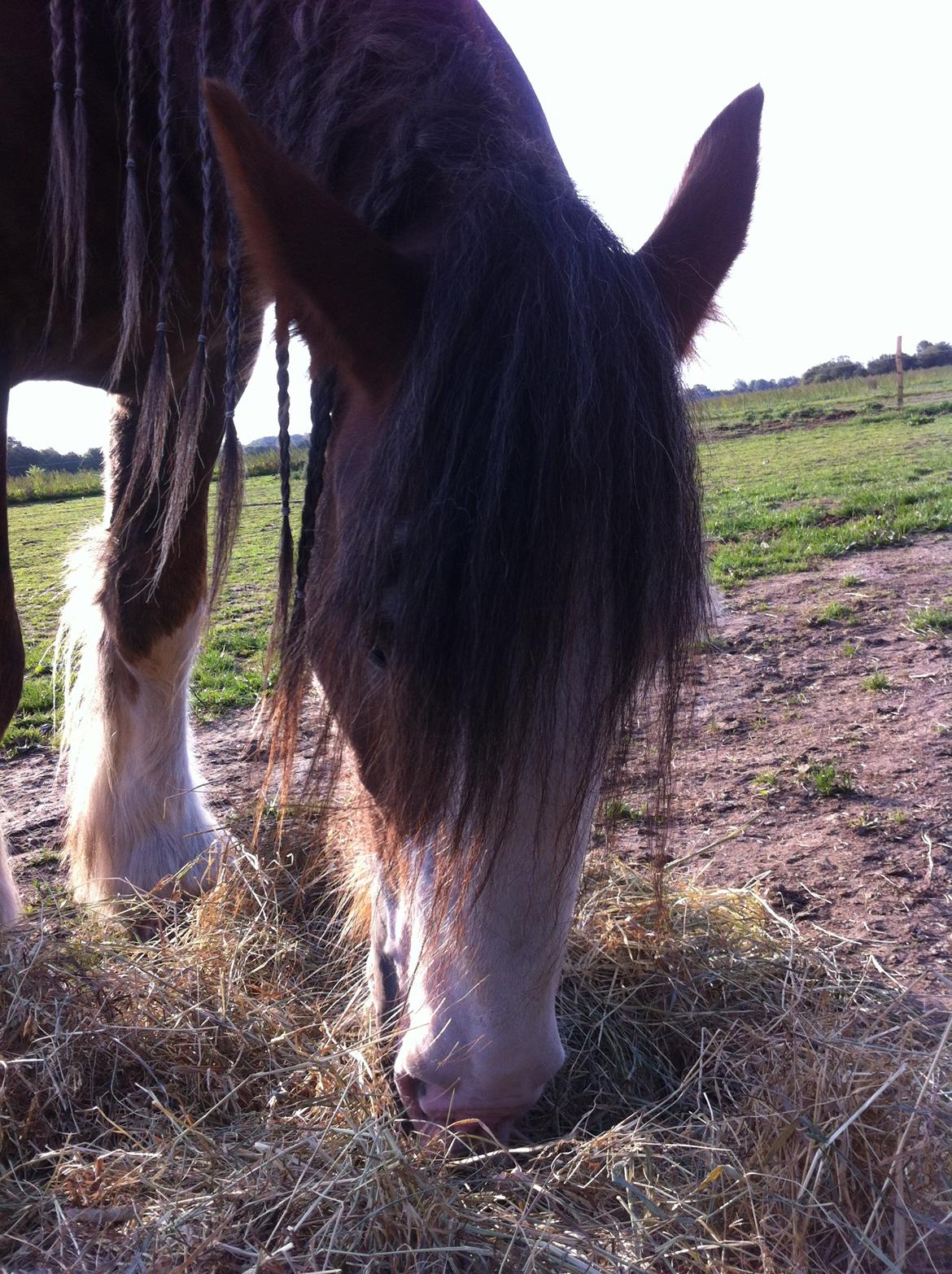 Irish Cob Caffrey  billede 7