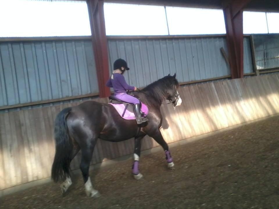 Welsh Pony af Cob-type (sec C) Yasmin billede 8