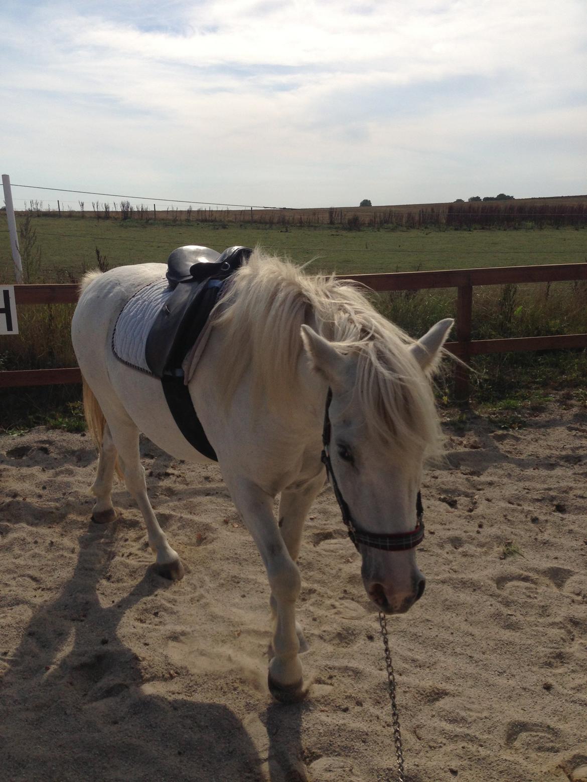 Anden særlig race Idefix (Følle/bette mand) billede 3