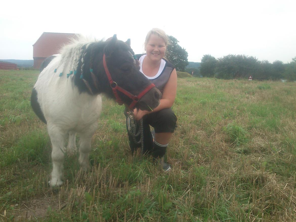 Shetlænder Topper billede 1