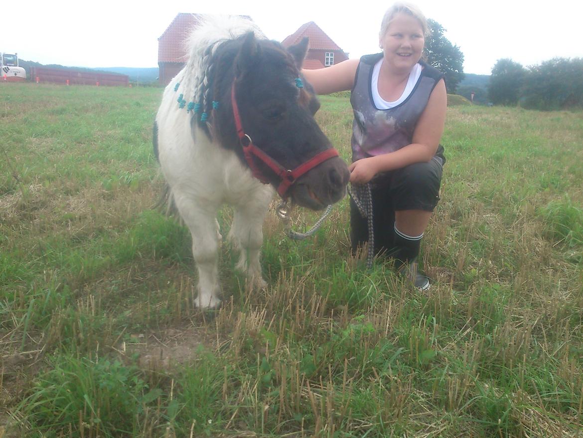 Shetlænder Topper billede 2