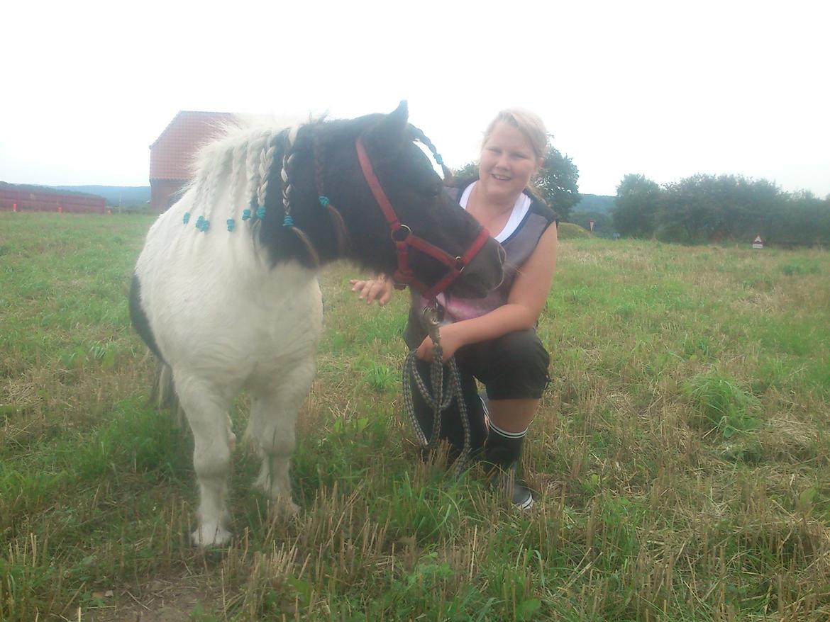 Shetlænder Topper billede 3