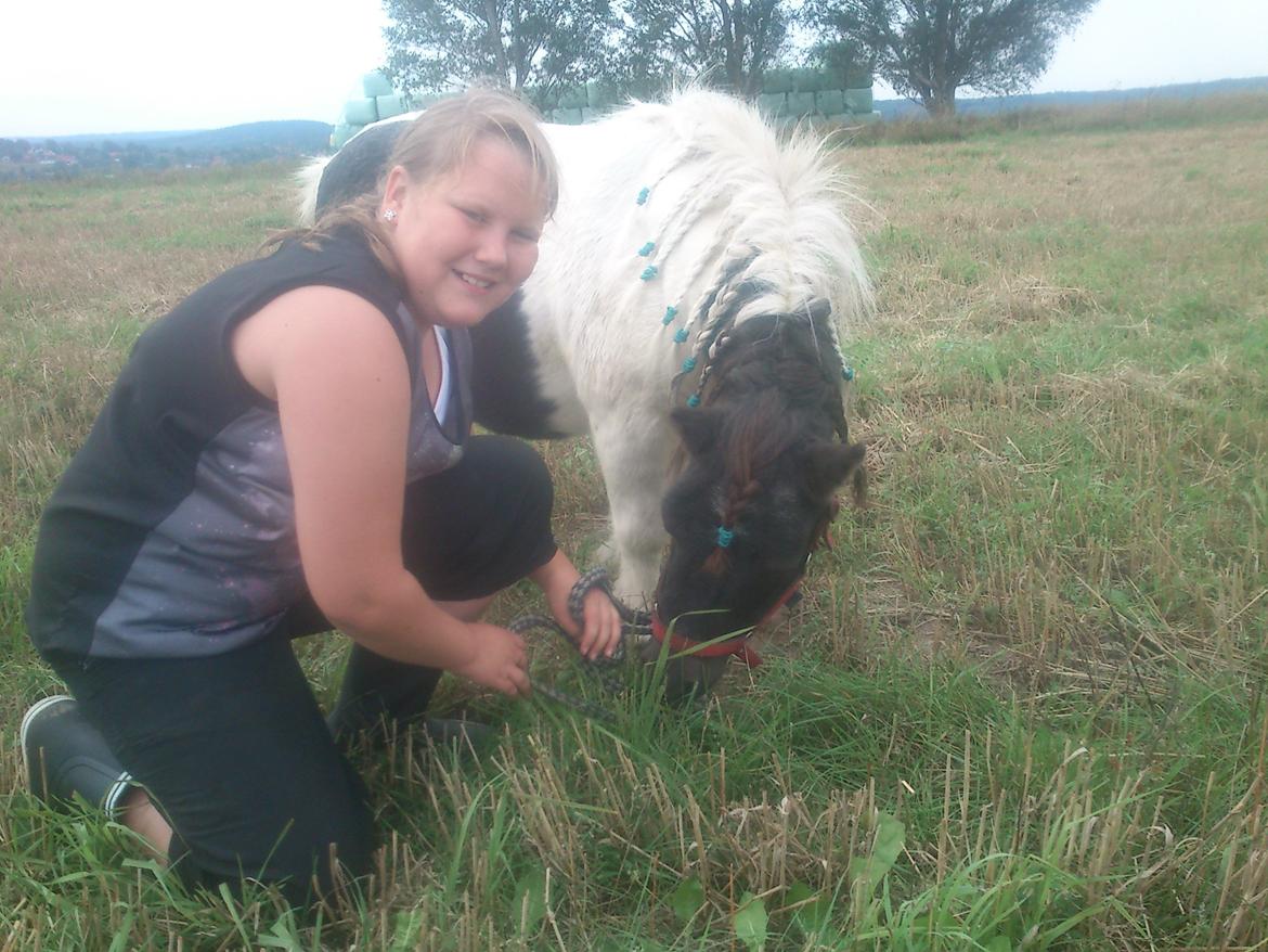 Shetlænder Topper billede 4