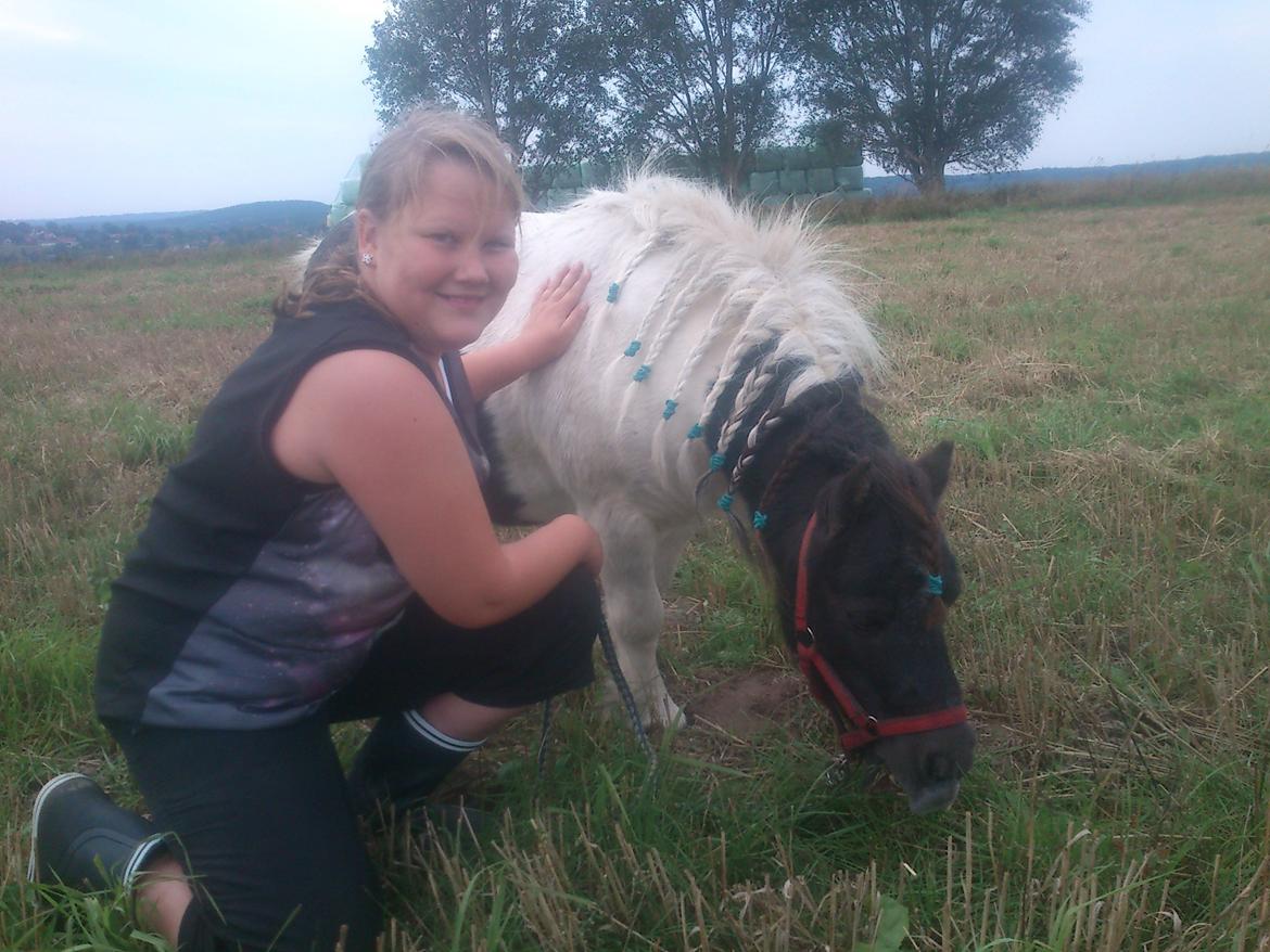 Shetlænder Topper billede 5