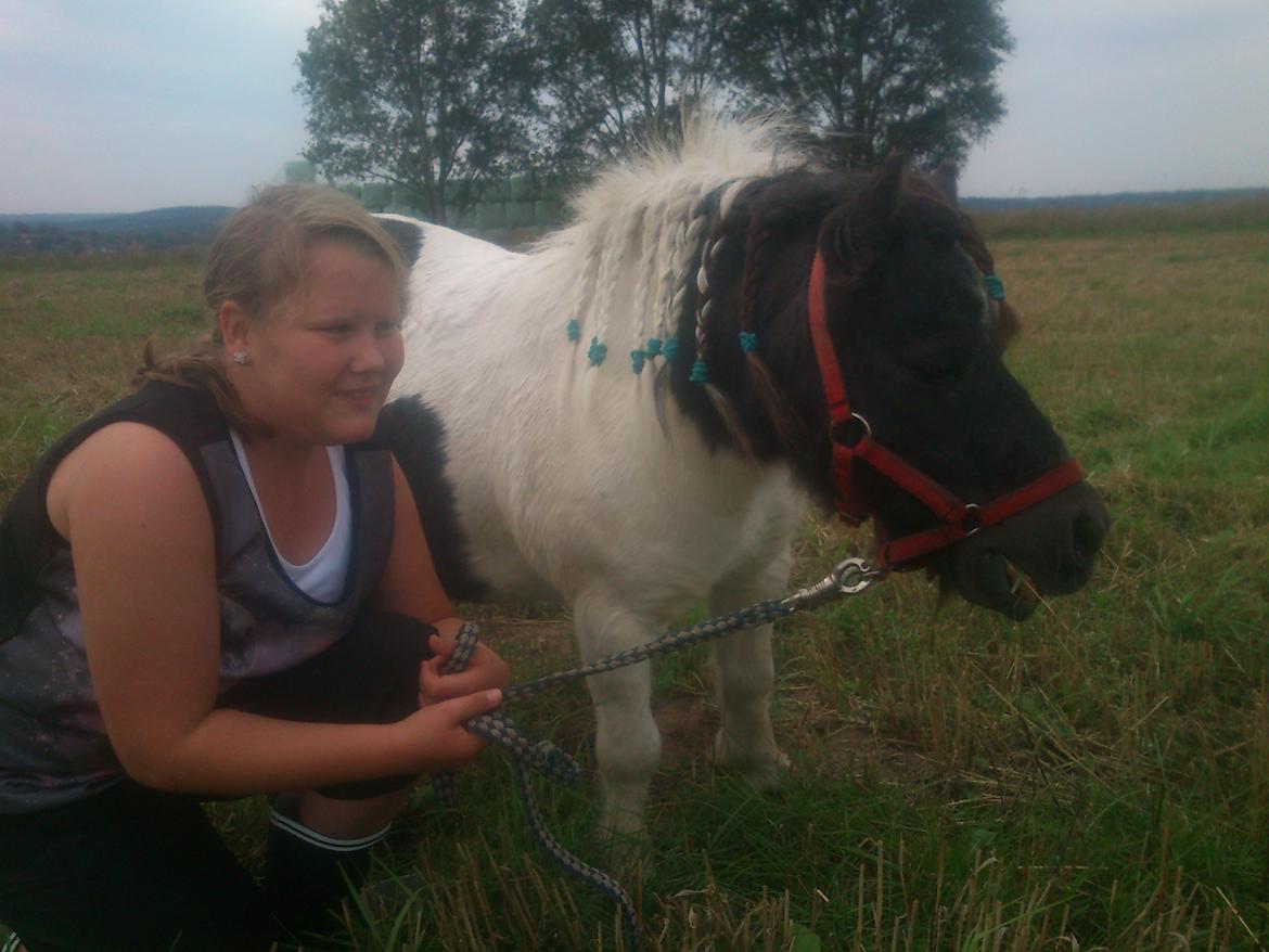 Shetlænder Topper billede 6