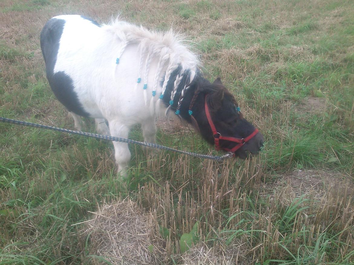 Shetlænder Topper billede 7