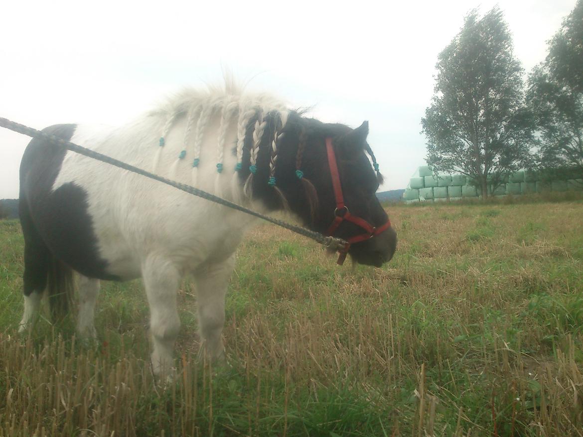 Shetlænder Topper billede 8