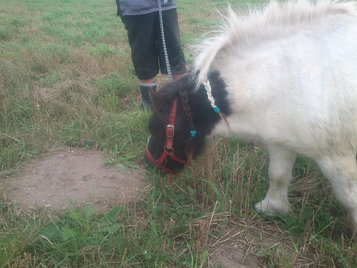 Shetlænder Topper billede 9