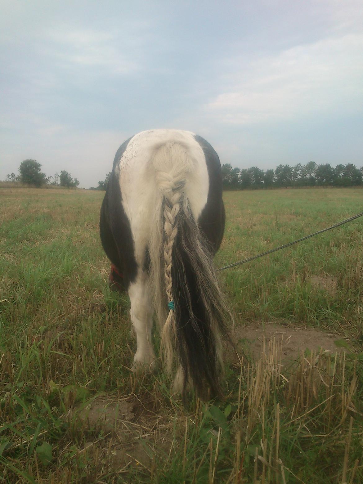 Shetlænder Topper billede 10