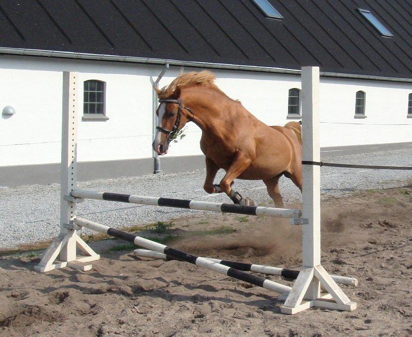 DSP Amanda af Bakholm - 07.09.2013: Det er sååå fedt at springe:0) billede 18