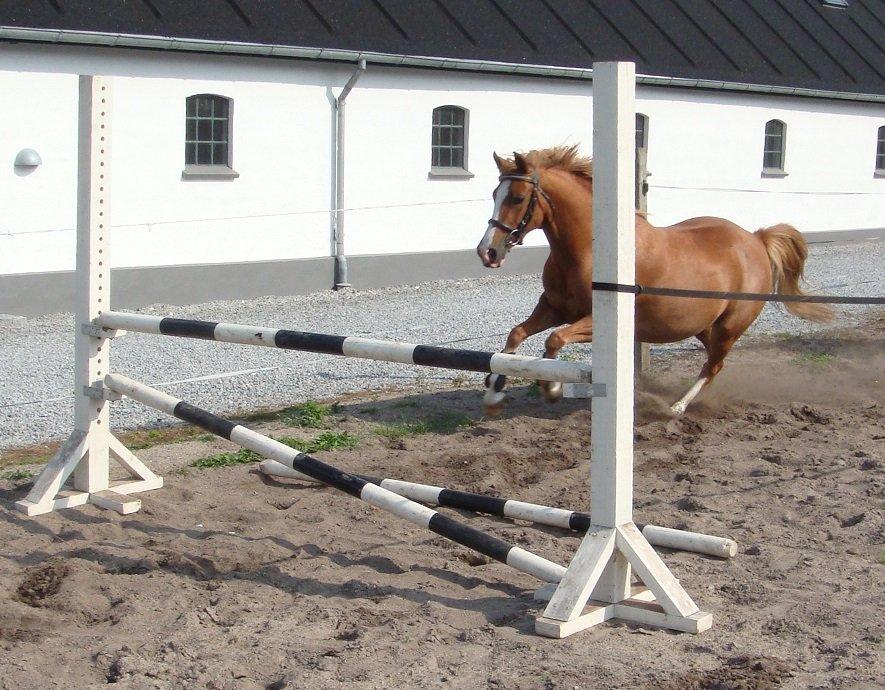 DSP Amanda af Bakholm billede 19