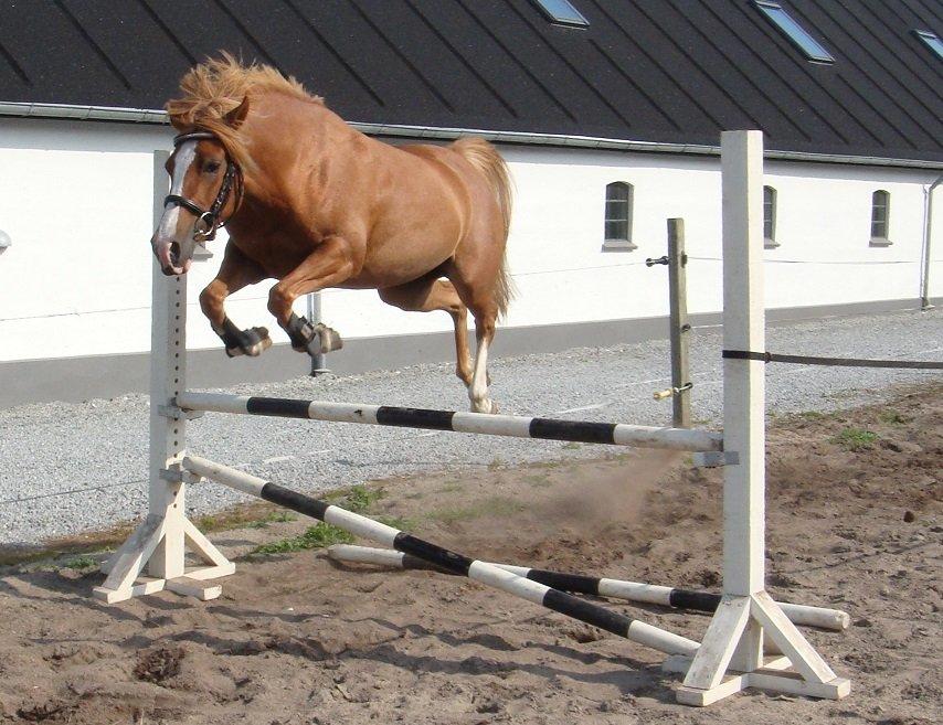 DSP Amanda af Bakholm billede 20