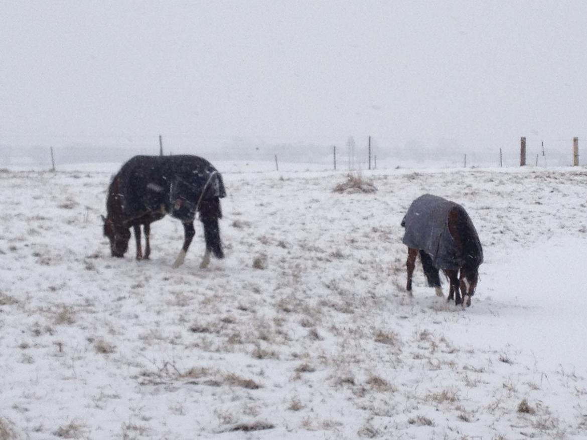 New Forest Danique *Pensionist* - Danique og hendes bedste ven Clark! <3 - Foto Mor billede 2