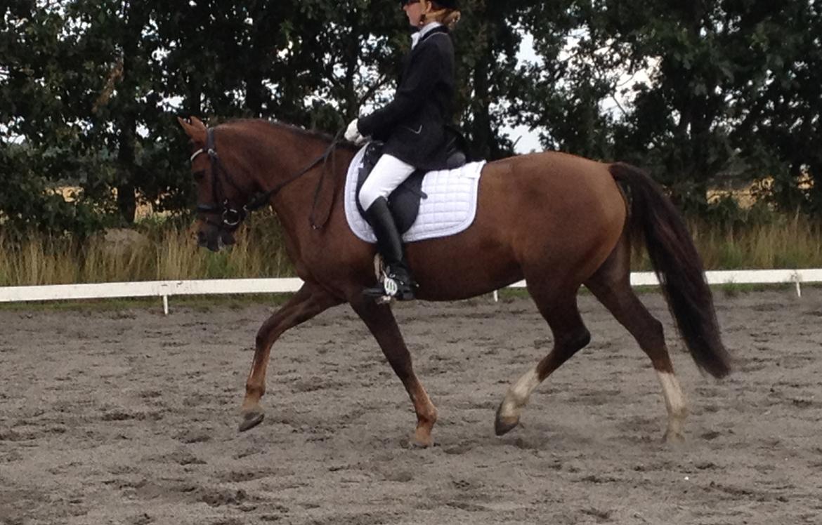 New Forest Danique *Pensionist* - Skøn!! <3 - Foto Kristine Bojsen billede 9