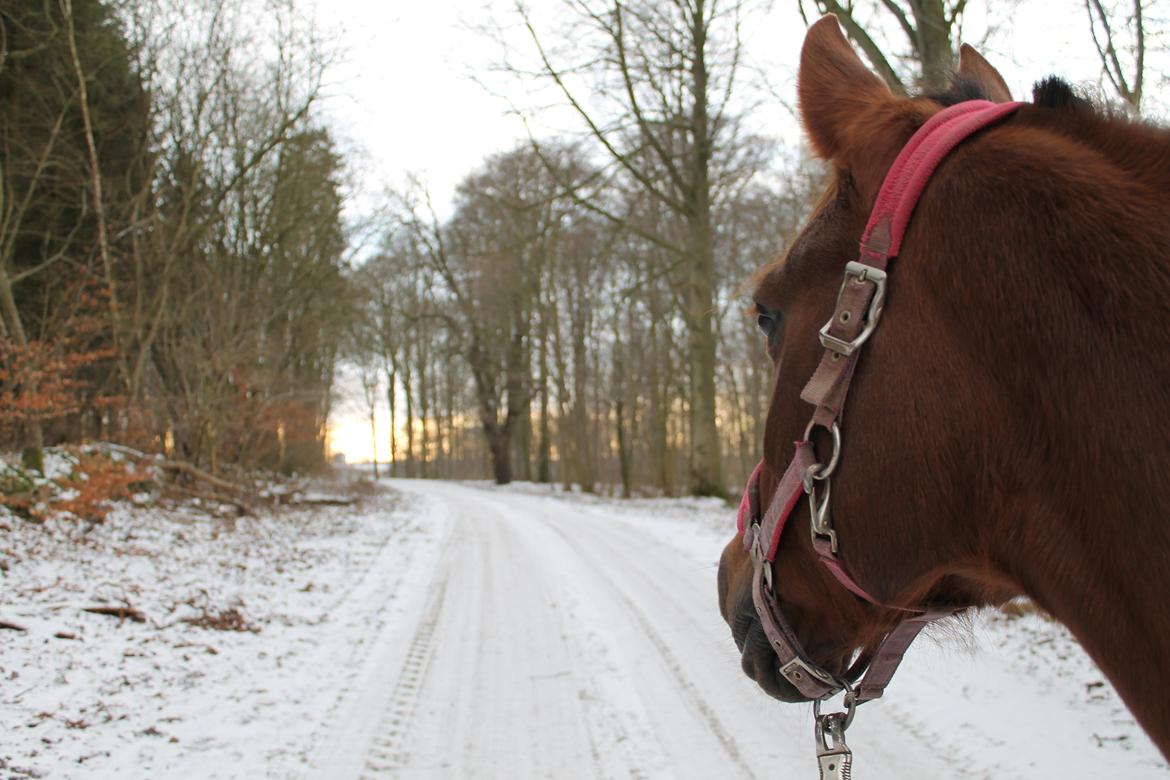 New Forest Danique *Pensionist* - Mod solnedgangen! <3 <3 - Foto Mig billede 5