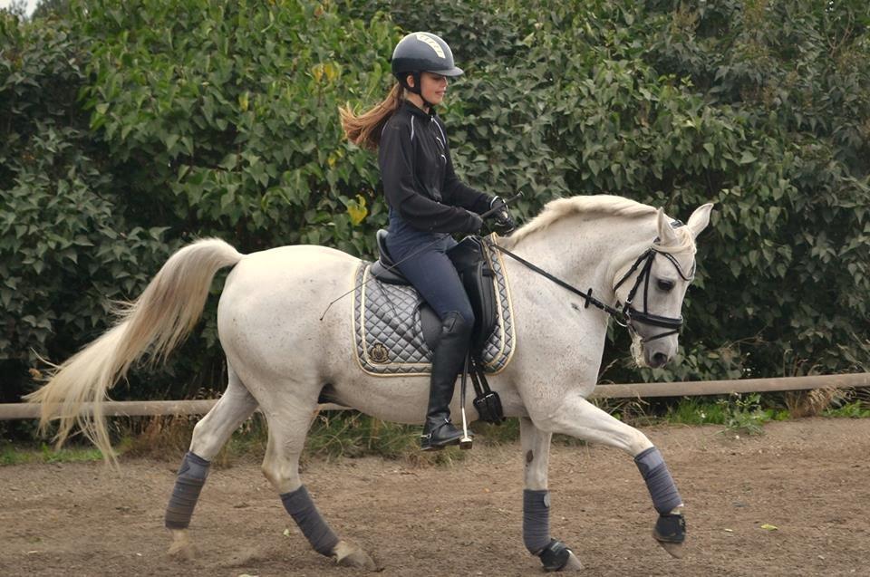 Anden særlig race Marcus billede 15