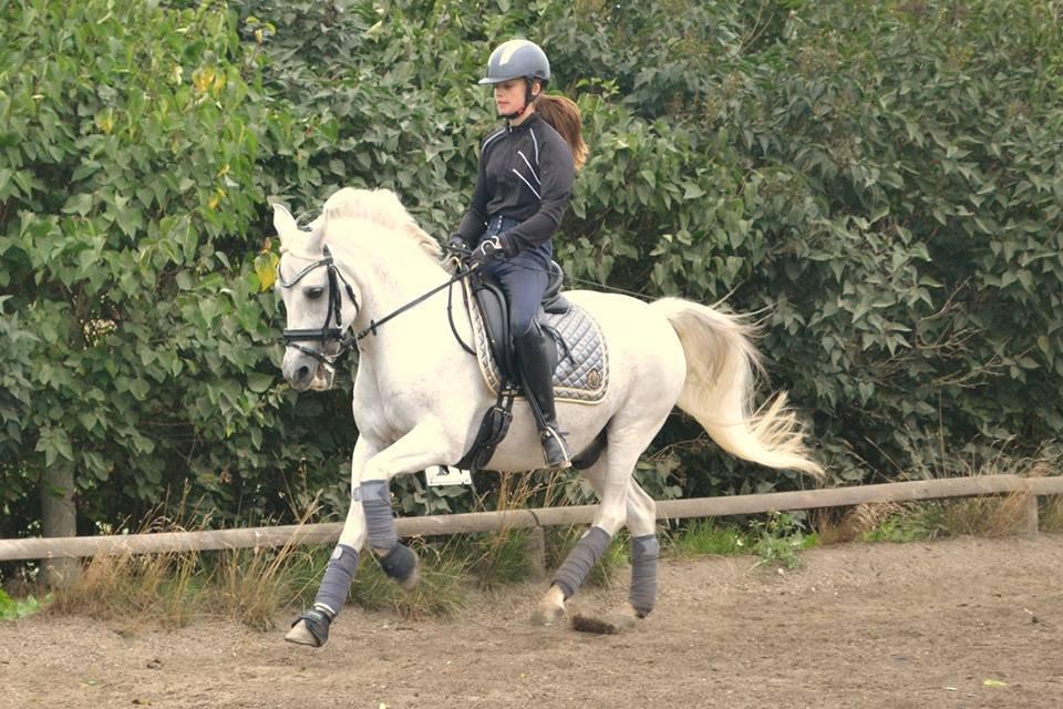 Anden særlig race Marcus billede 13