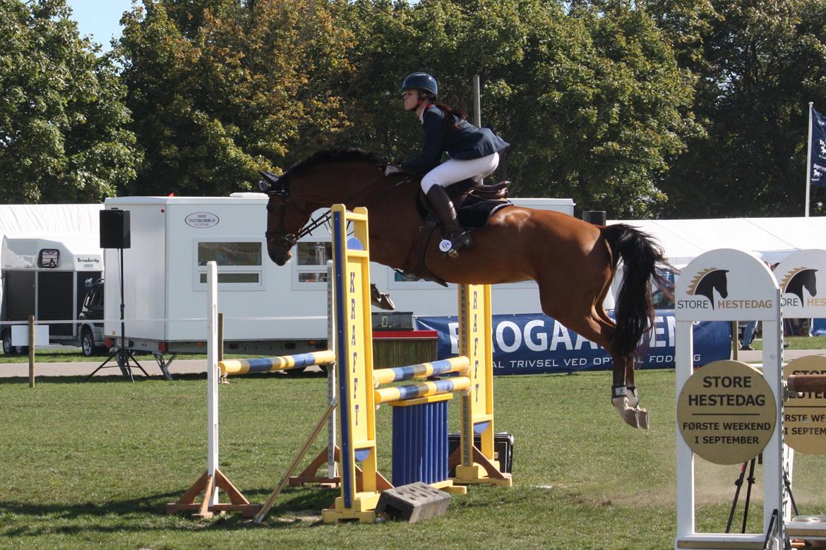 Dansk Varmblod Mulan *Lille Pigen* - 07.09.13 LB2** billede 3