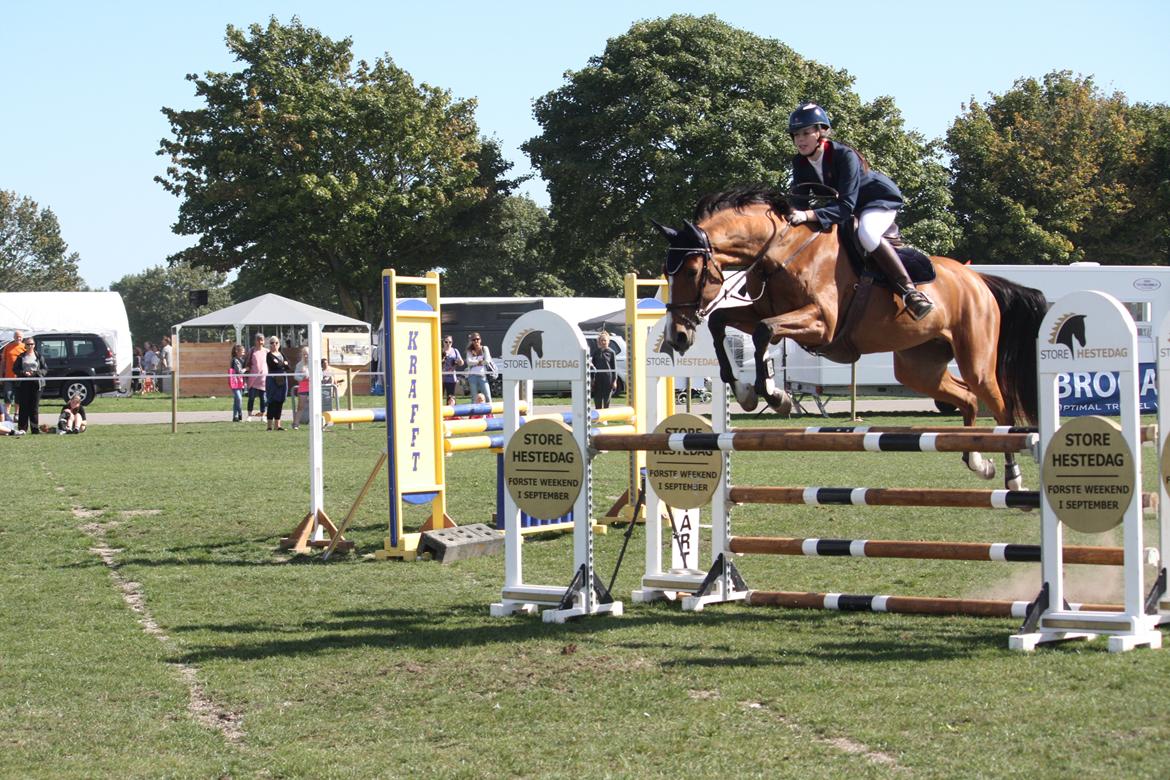 Dansk Varmblod Mulan *Lille Pigen* - 07.09.13 LB2** billede 11