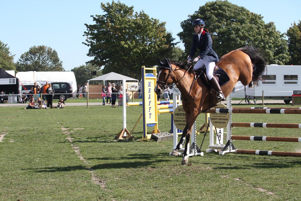 Dansk Varmblod Mulan *Lille Pigen* - 07.09.13 LB2** billede 13