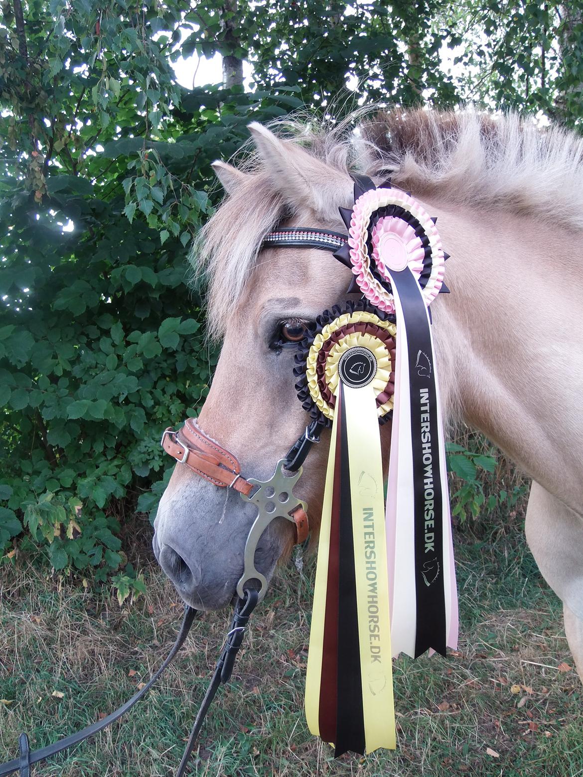 Fjordhest Frue<3(bedsteven<3)R.I.P:(savner dig!:-( - Mit præmie dyr :,) billede 21