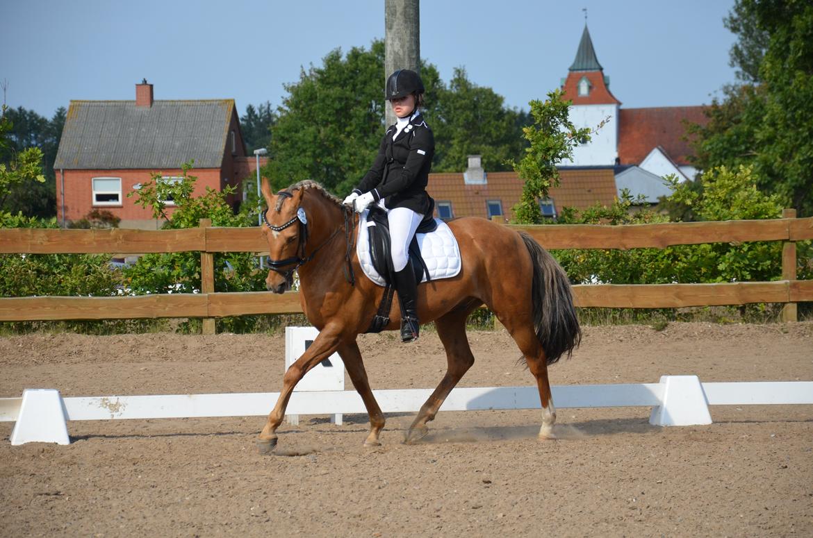 Hollandsk Sportspony Golden Star * B-pony* - Stævne d. 7/9 2013
1. plads i LB1 & LA1 billede 25