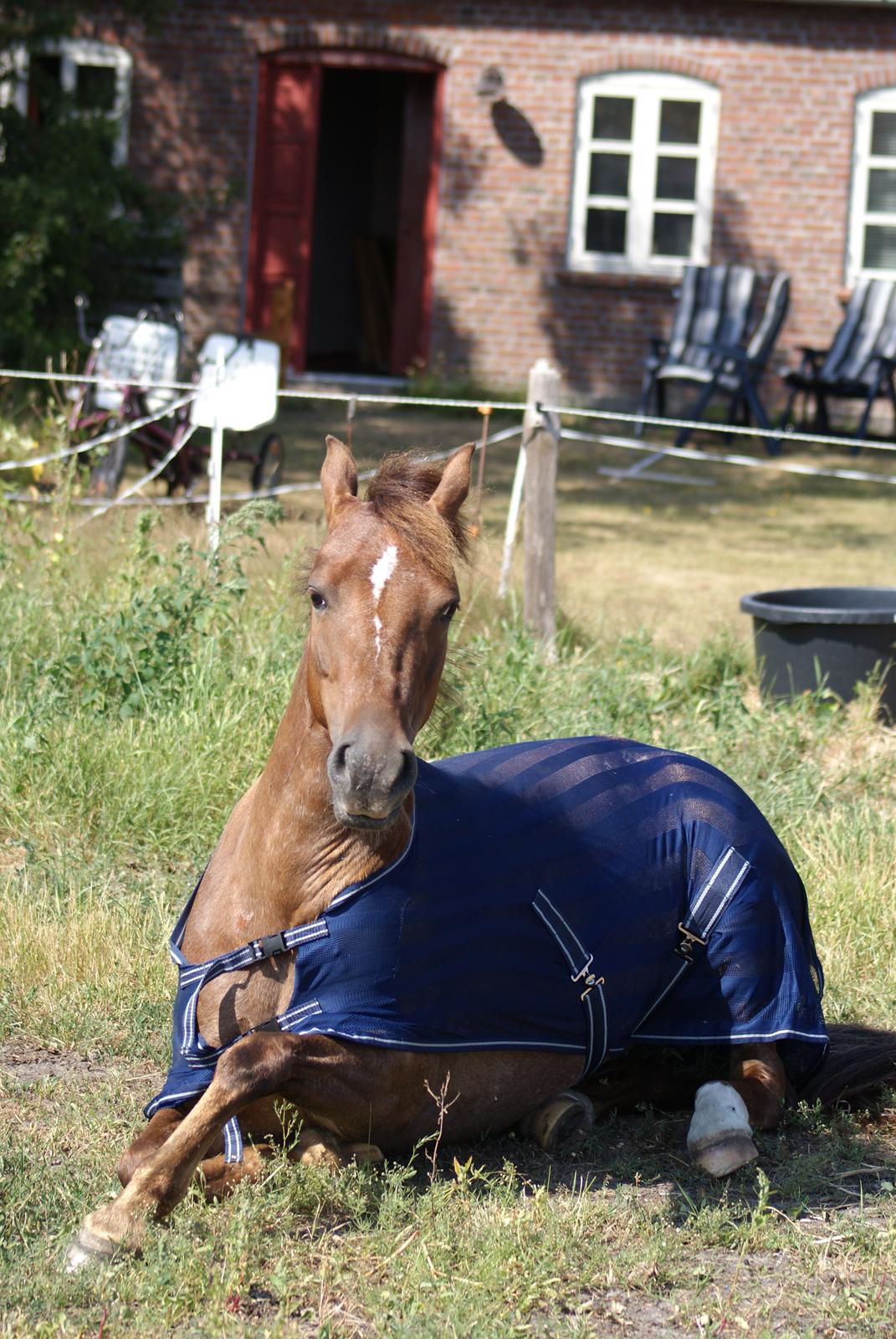 Anden særlig race Himalaya billede 8