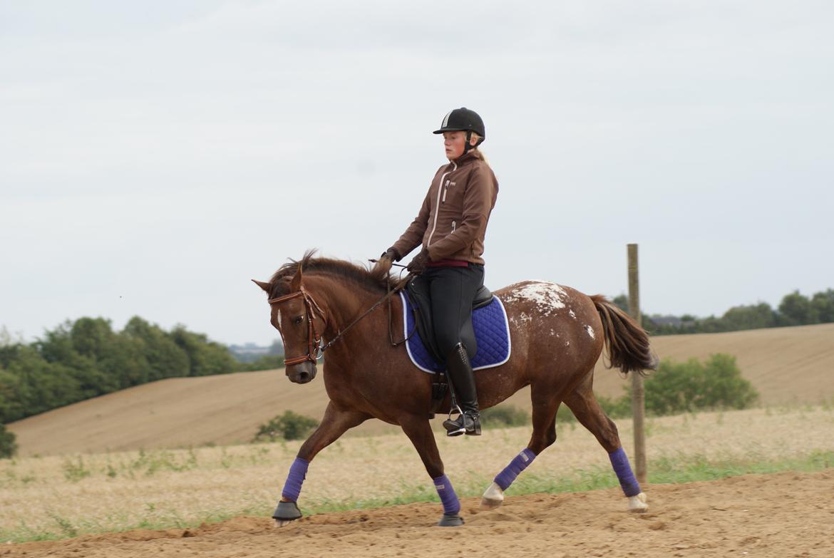 Anden særlig race Himalaya - Undervisning billede 11