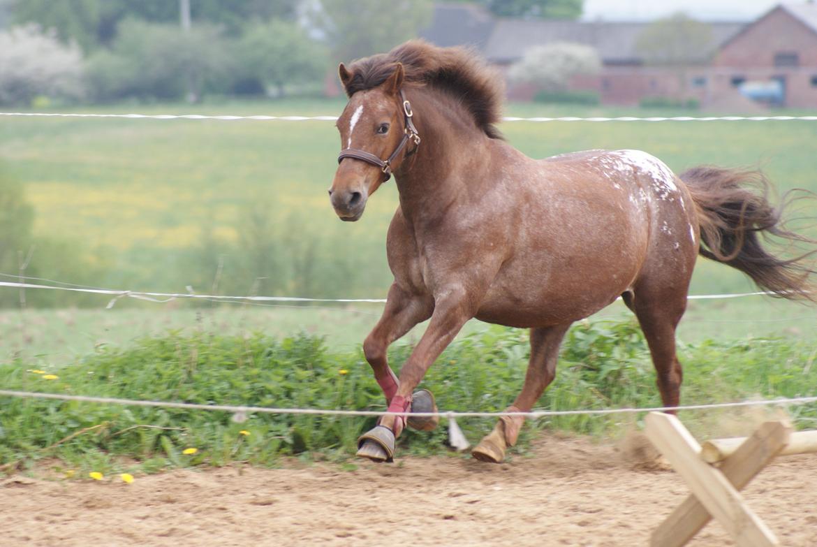 Anden særlig race Himalaya - Løsspringning billede 4