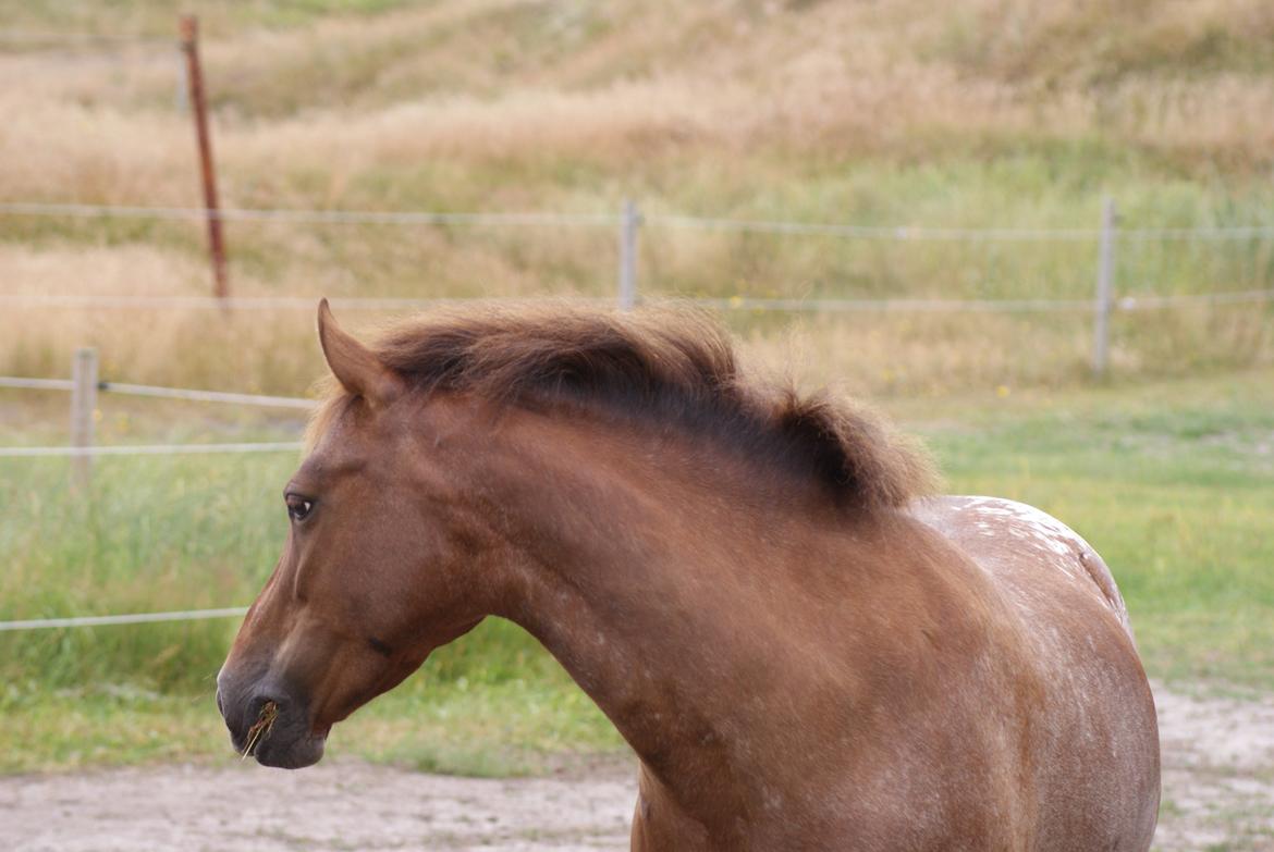 Anden særlig race Himalaya - På Mandø billede 12