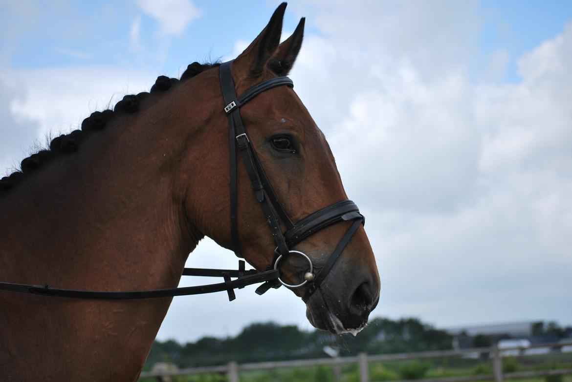 Trakehner Nemo - Lækker ikk´ ? De kalder mig Gustav med de der dressurdimser i min man :( billede 3