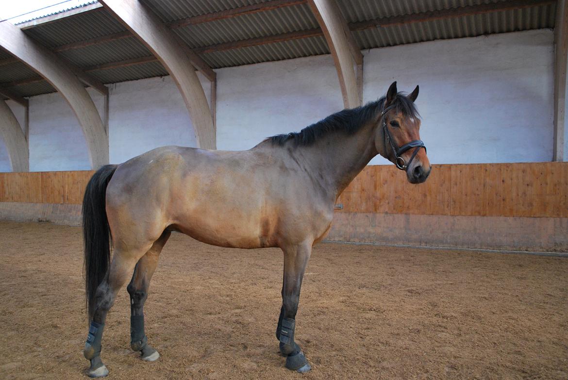 Trakehner Nemo - Nemo April 2013 - bare for at vise hvad der er sket de sidste 3 år billede 1