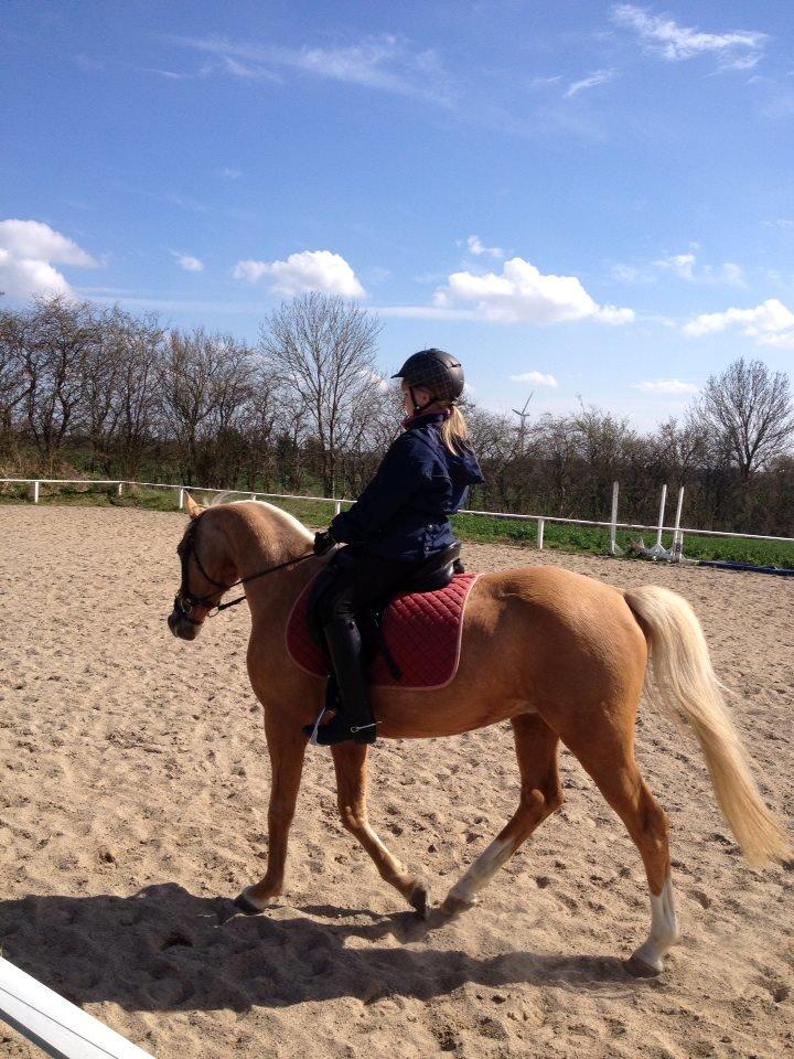 Tysk Sportspony Lavinia<3<3 - første gang jeg red på den bedste pony i verden!<3 billede 14