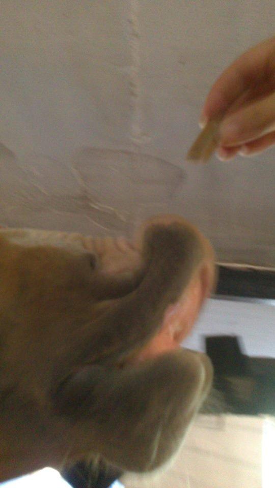 Tysk Sportspony Lavinia<3<3 - hun er bare blevet såå god til det den dejlig pruthest <3 billede 16