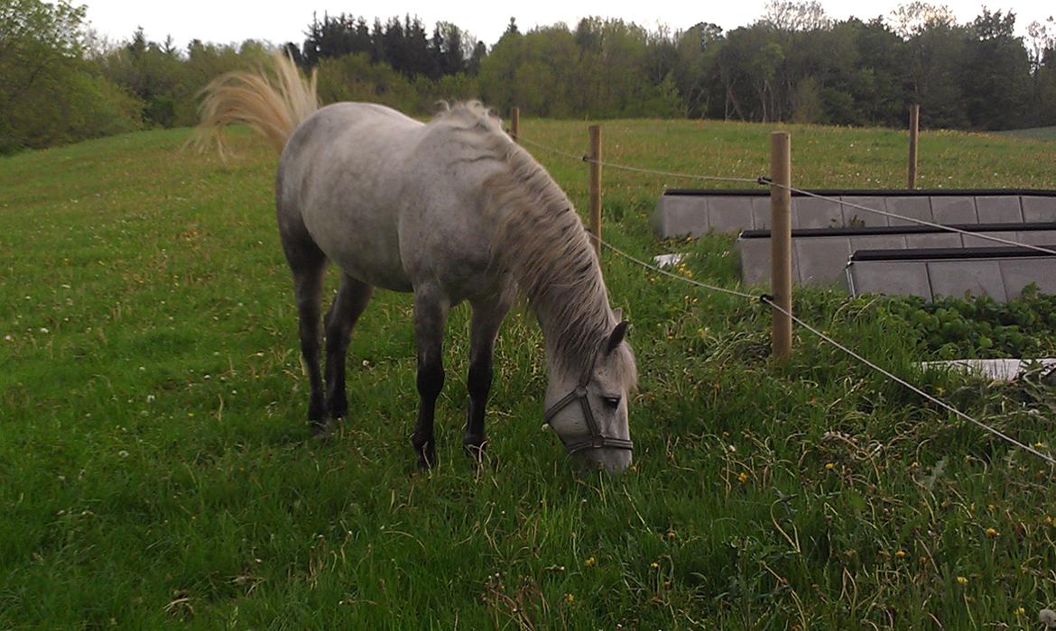 Anden særlig race Charlie billede 22