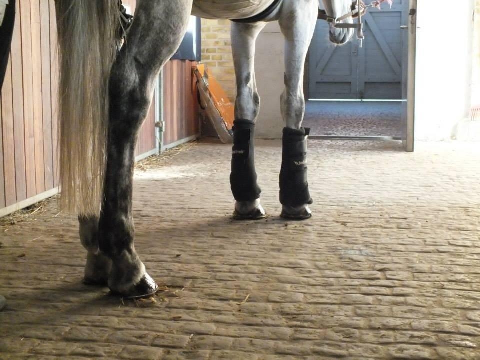 Anden særlig race Helada plius billede 9