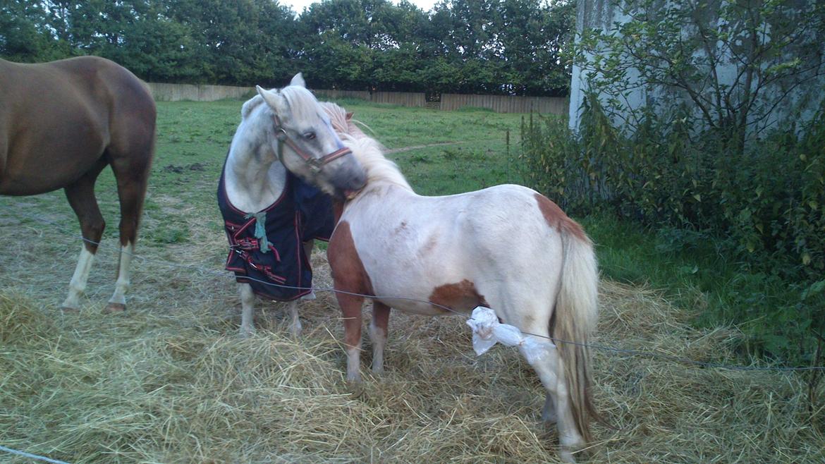 Anden særlig race Lady billede 2
