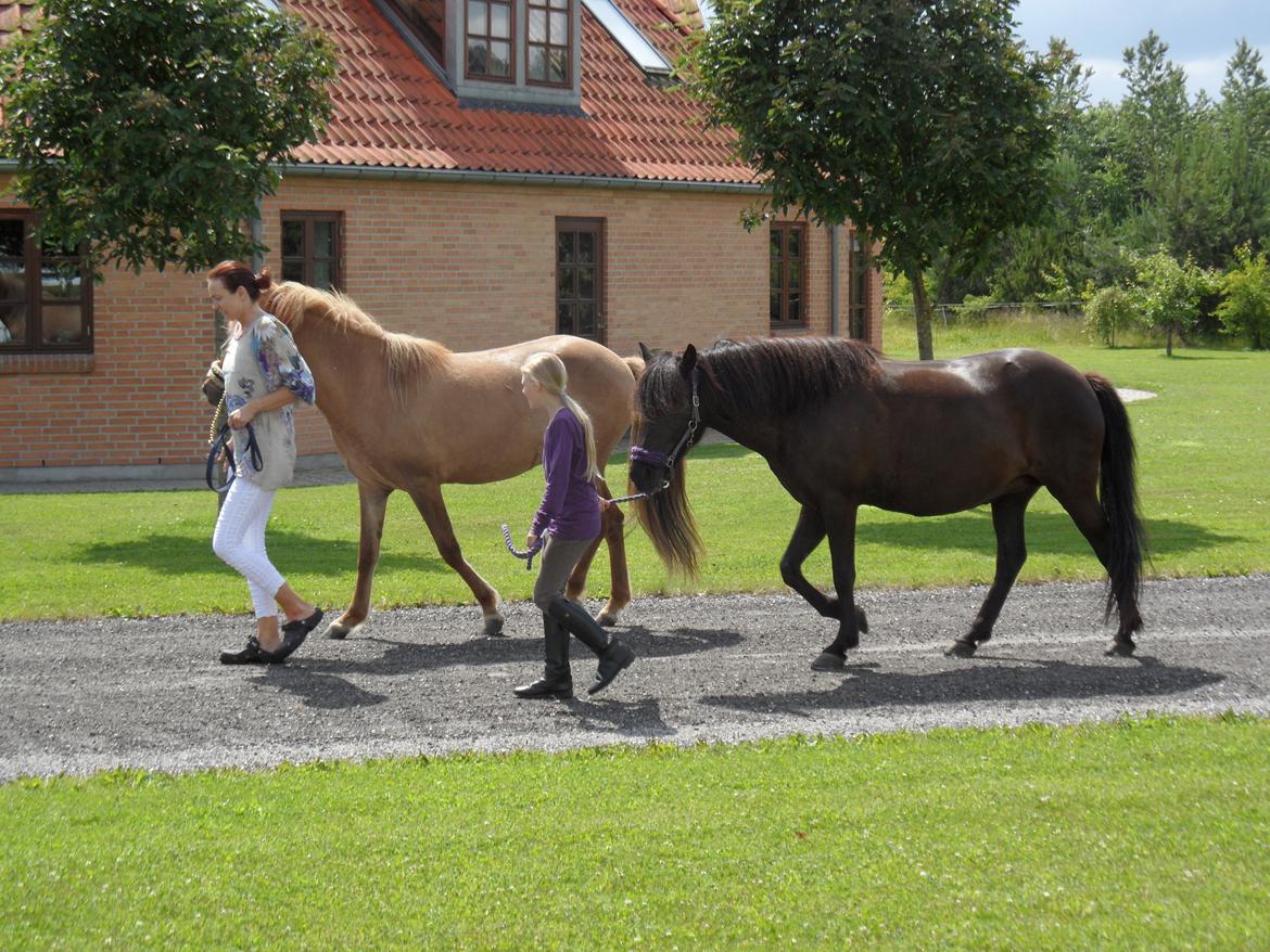 Islænder svertla - svertlas og hendes 2 år gamle føl freja billede 2