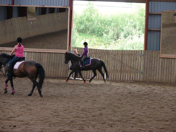 Islænder svertla billede 3