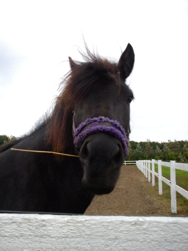 Islænder svertla - velkommen til svertlas profil billede 1