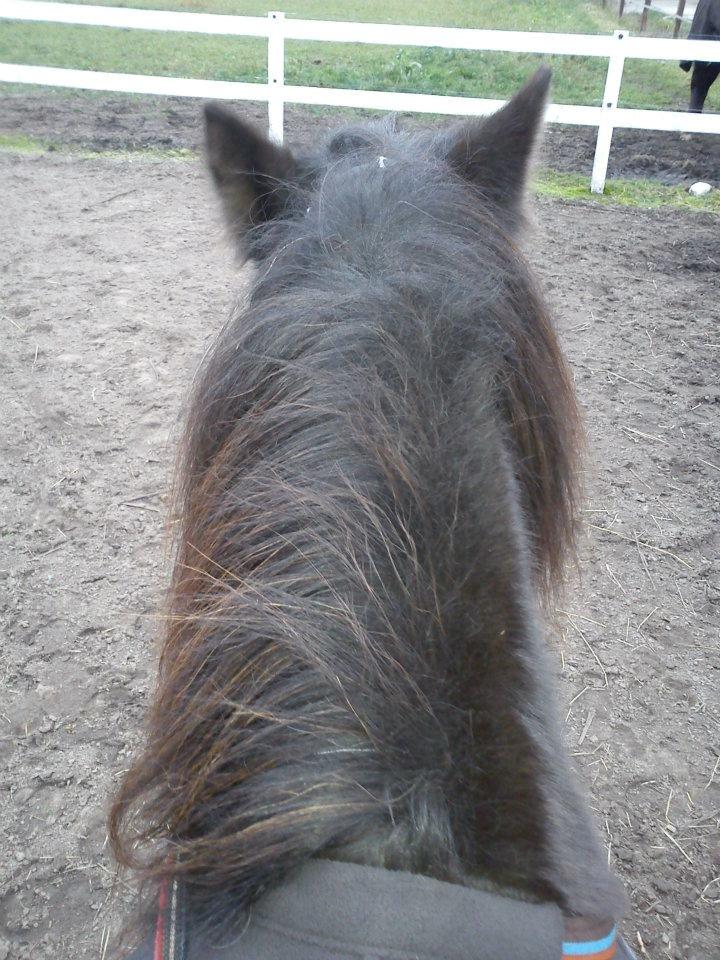 Islænder svertla billede 4