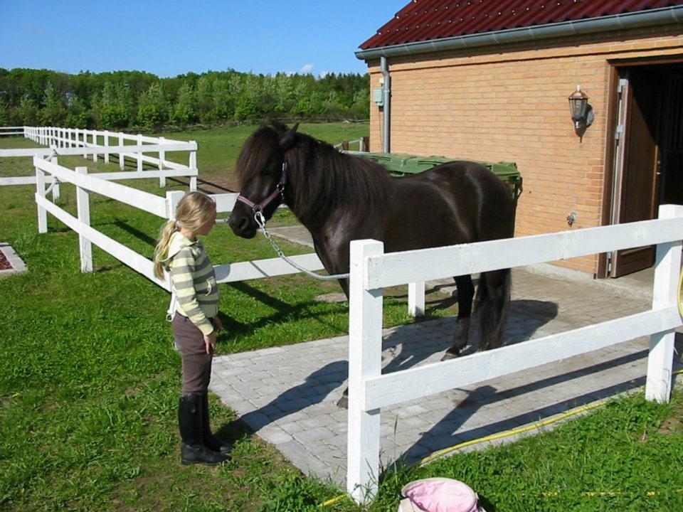 Islænder svertla billede 7