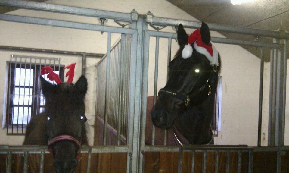 Islænder svertla - jule hygge billede 8