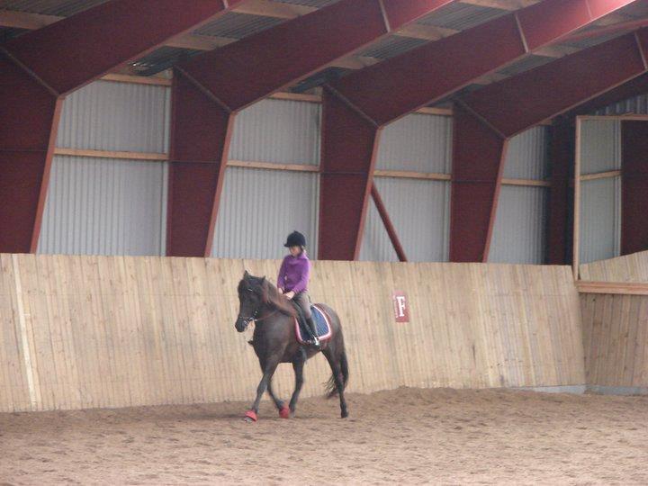 Islænder svertla billede 10