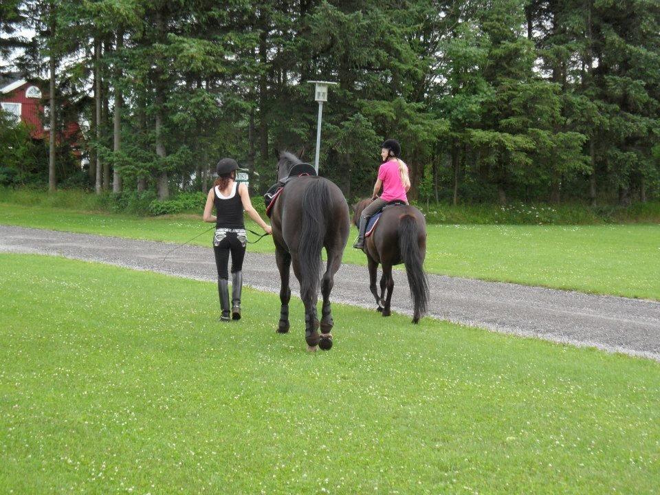 Islænder svertla billede 11