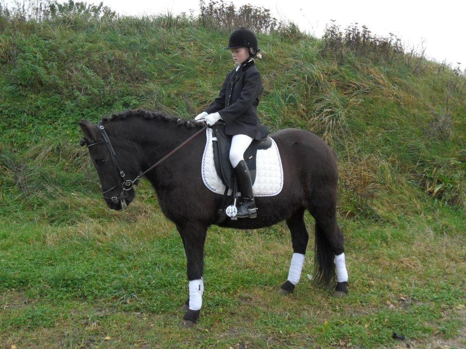 Islænder svertla - vores første sævne billede 12