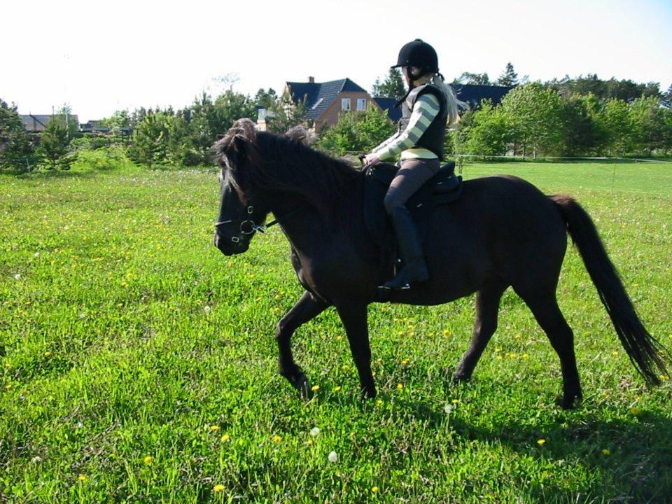 Islænder svertla billede 14